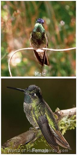 Hummingbird Garden Catalog: Magnificent Hummingbird